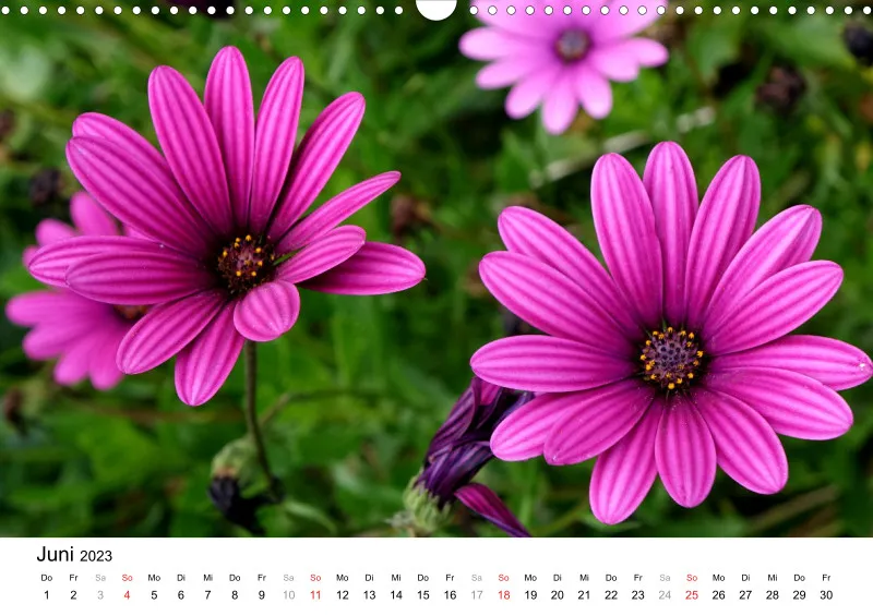 Bertman's Kalender 3 - Botanik