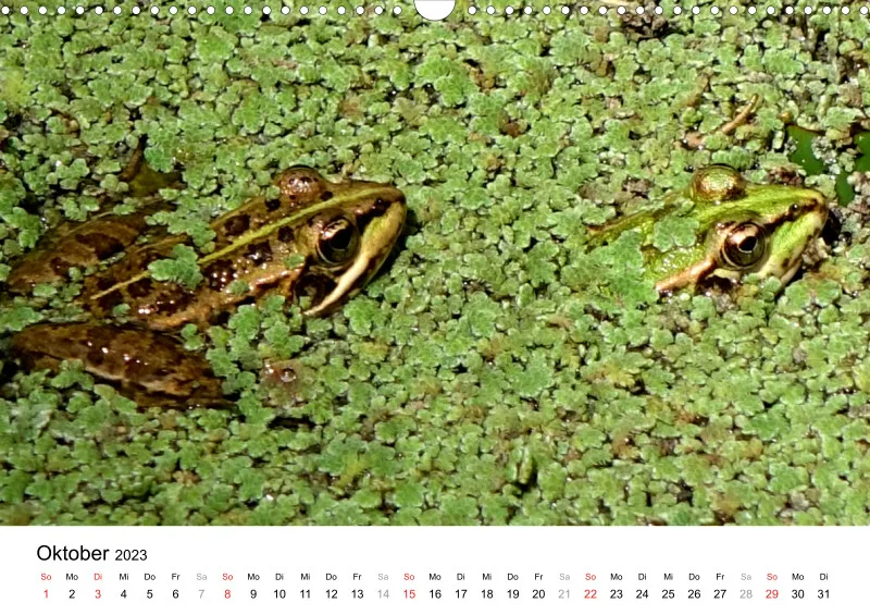 Bertman's Kalender 3 - Botanik
