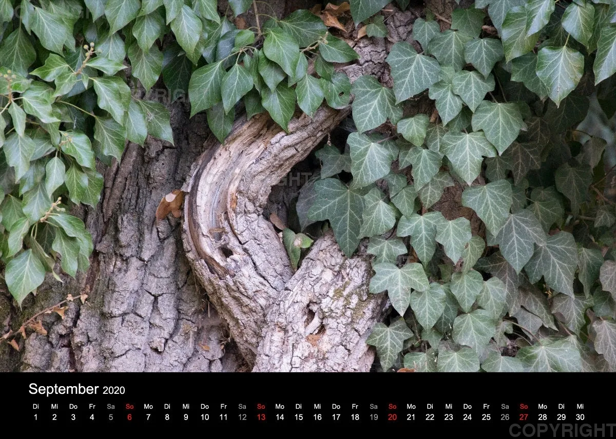 Naturkalender 2020