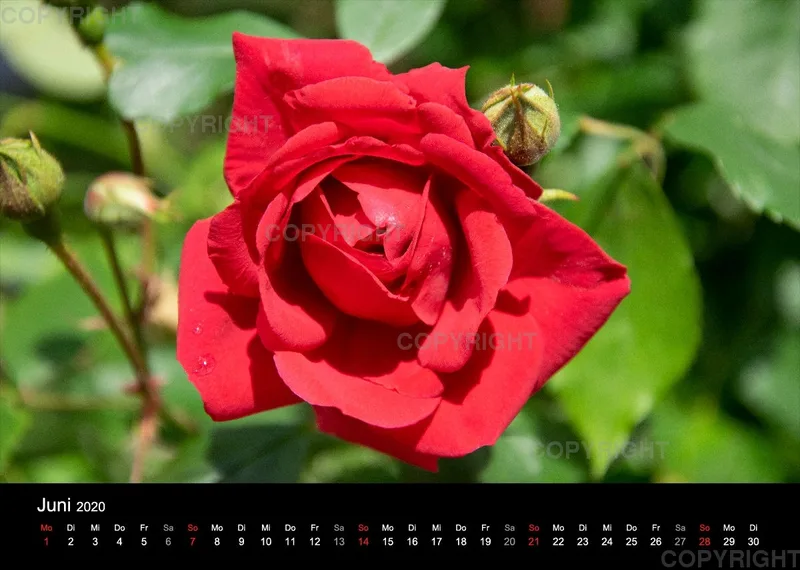 Naturkalender 2020