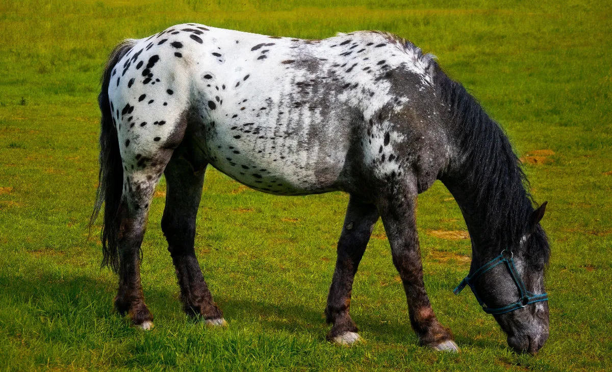 Pferd