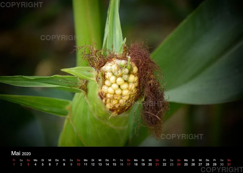 Naturkalender 2020