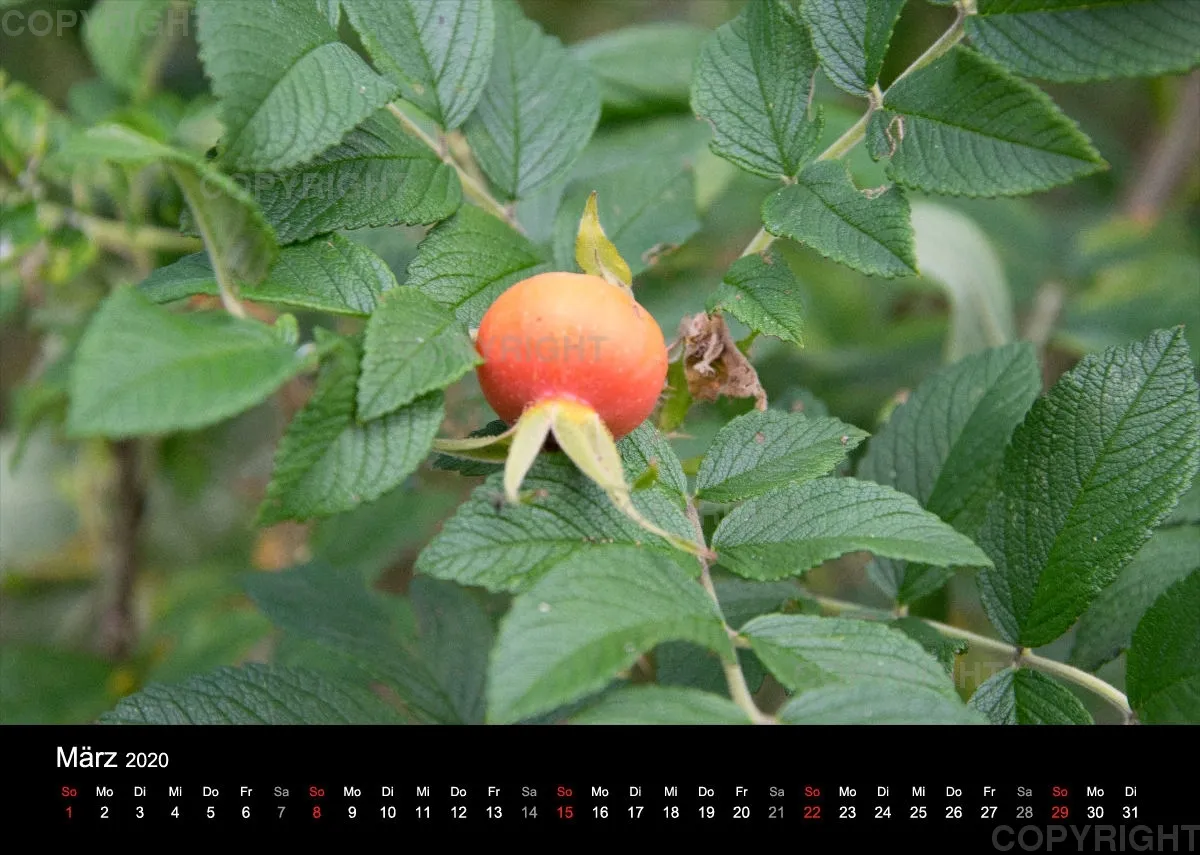 Naturkalender 2020
