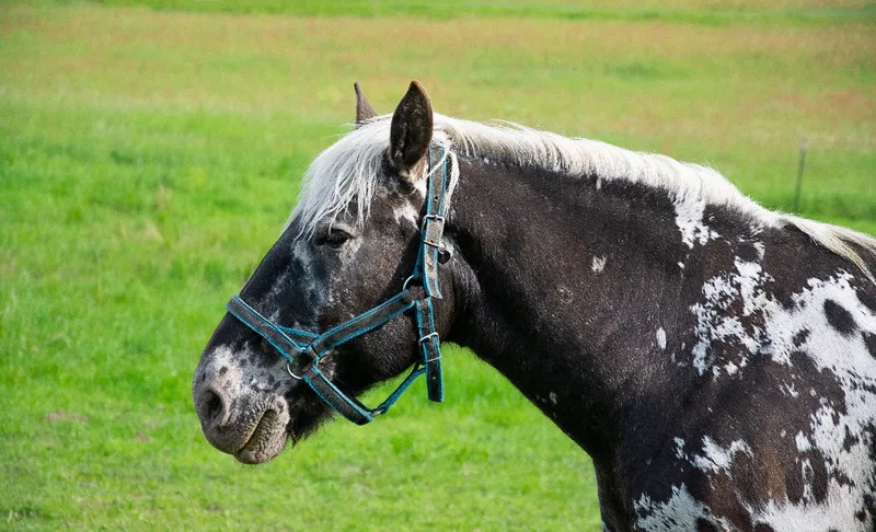 Pferd