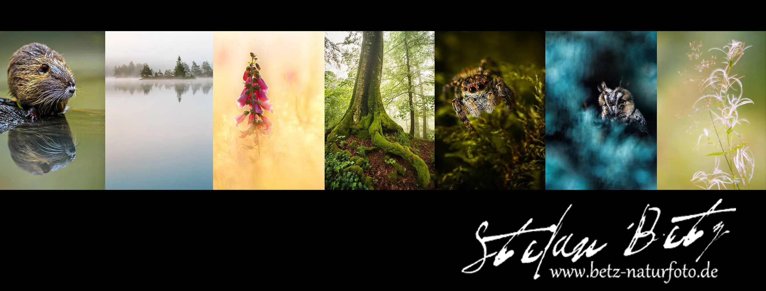 Betz - Naturfotografie