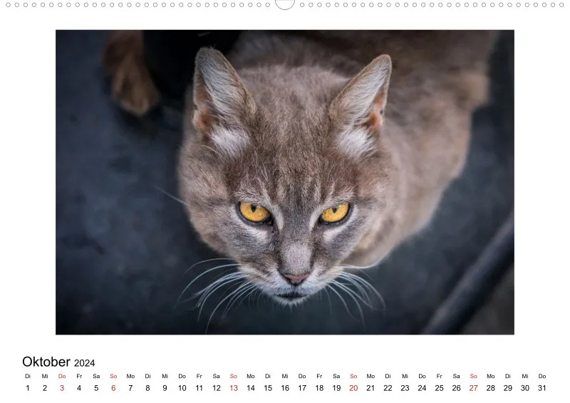 Die Katzen von Paros