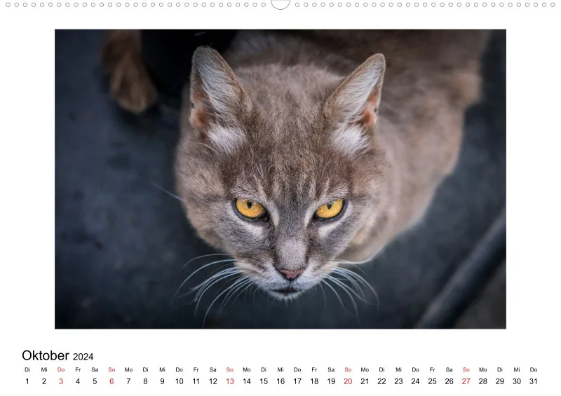 Die Katzen von Paros