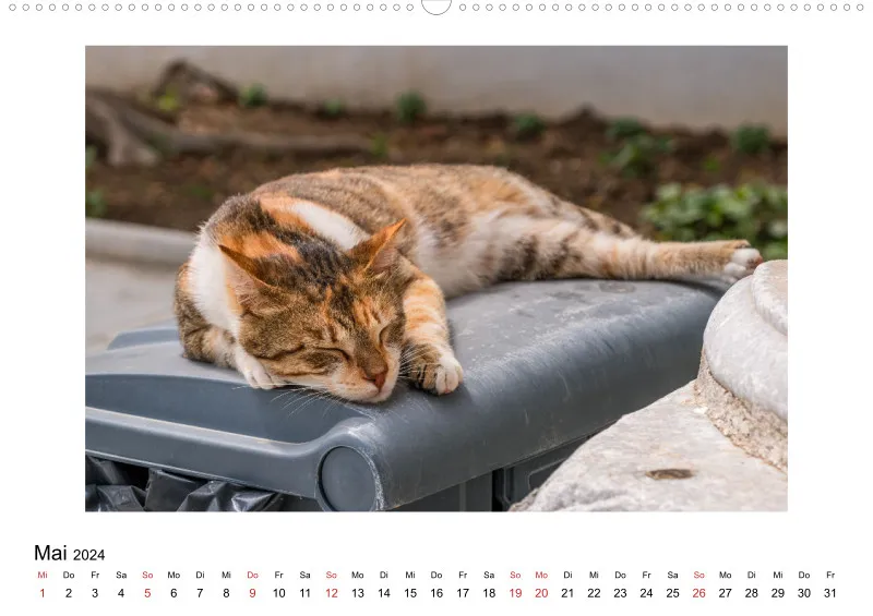 Die Katzen von Paros