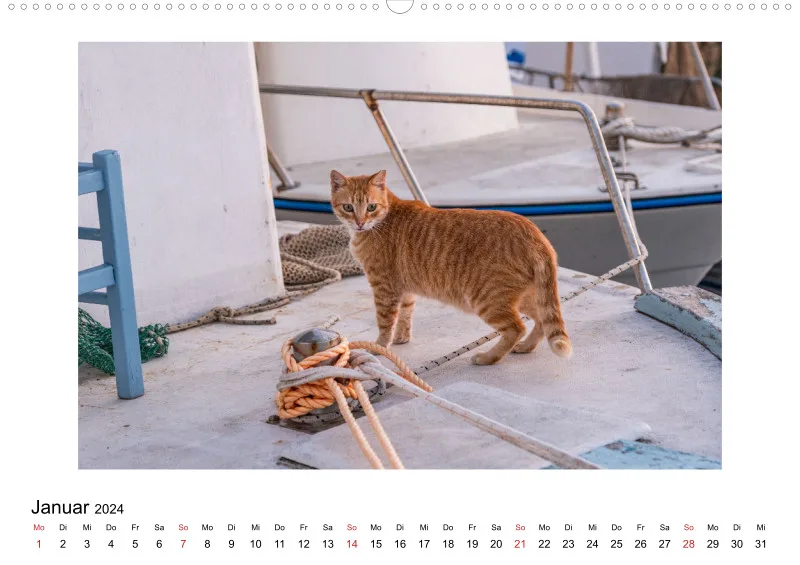 Die Katzen von Paros