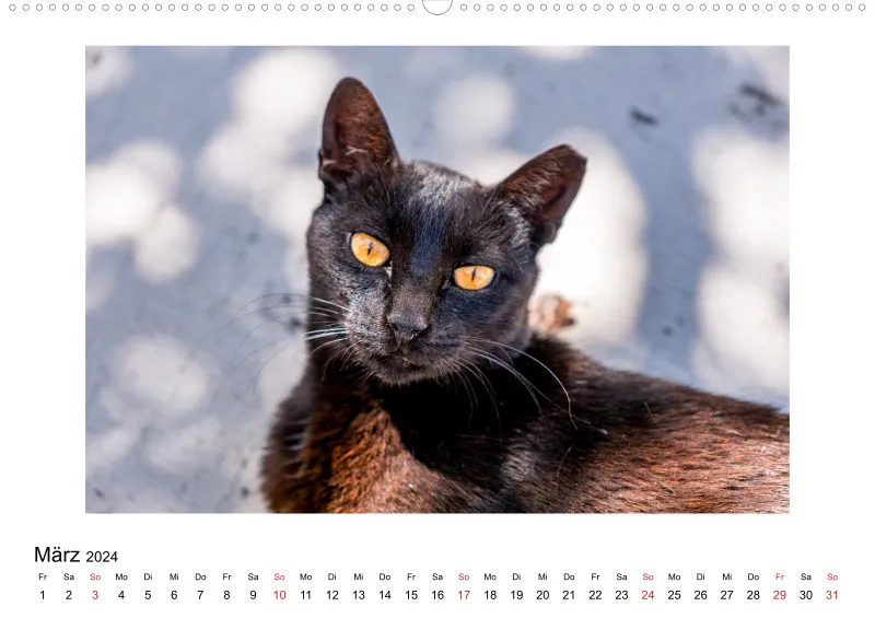 Die Katzen von Paros