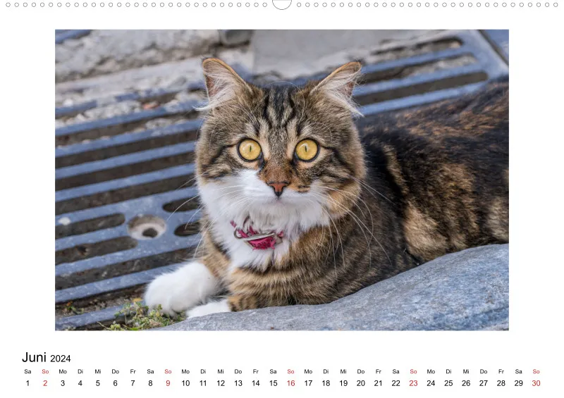 Die Katzen von Paros