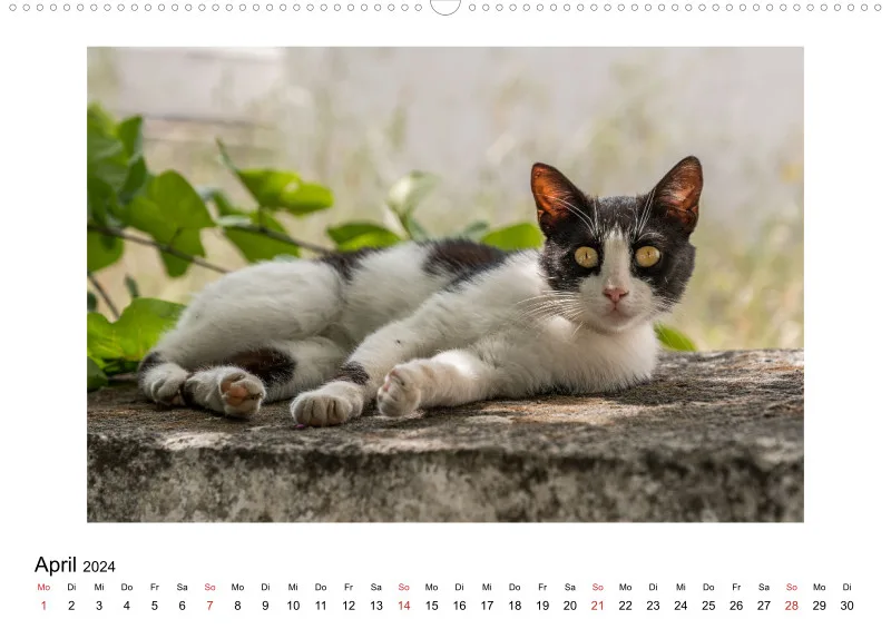 Die Katzen von Paros