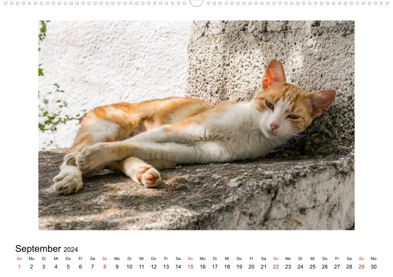 Die Katzen von Paros