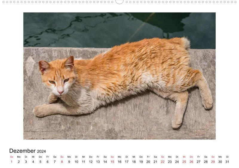 Die Katzen von Paros