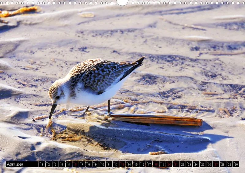 Nordseekalender 3 / A3