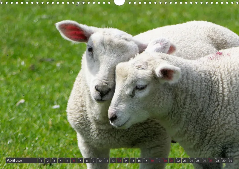Nordseekalender 4 / A3
