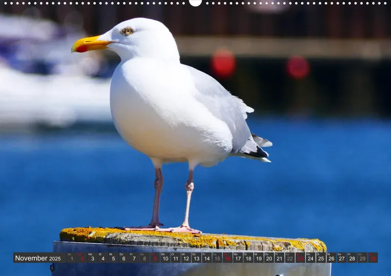 Nordseekalender 4 / A2
