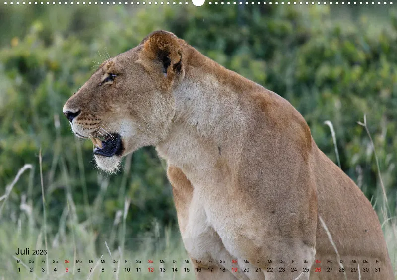 Safari 2026 (D)
