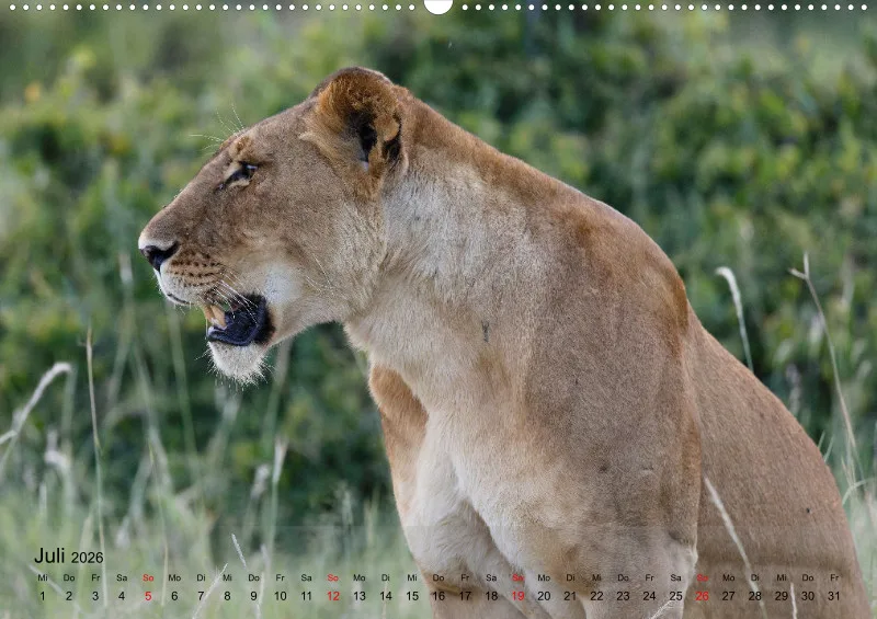 Safari 2026 (D)