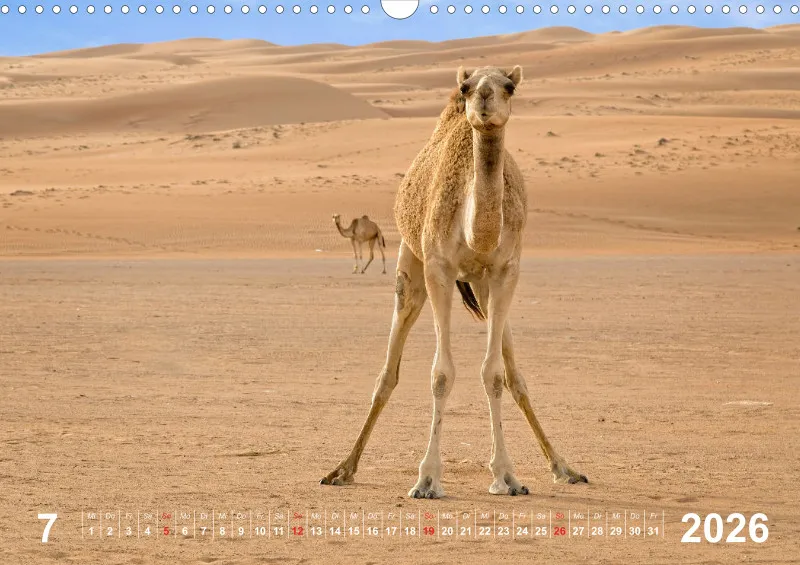 Oman 2026 (D)