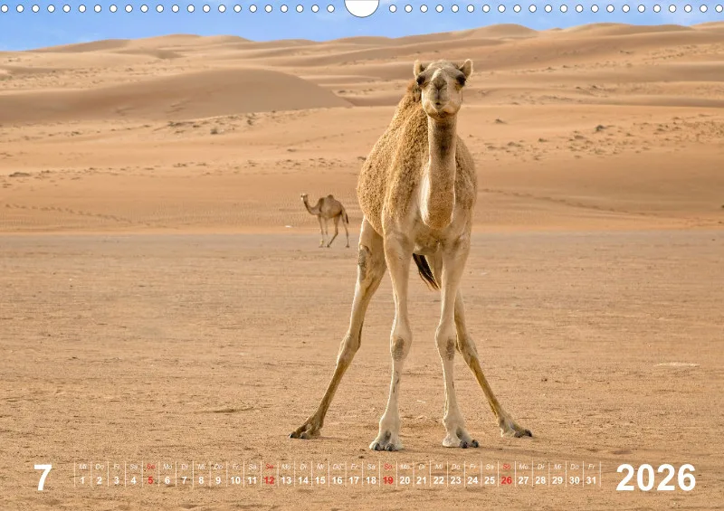 Oman 2026 (D)