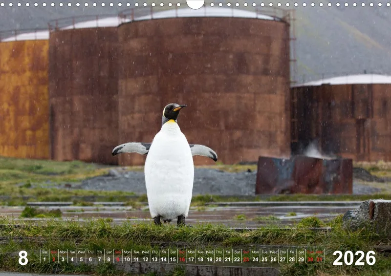 Antarctica 2026 (UK)