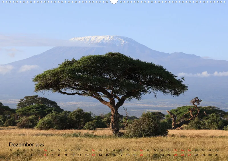 Safari 2026 (D)