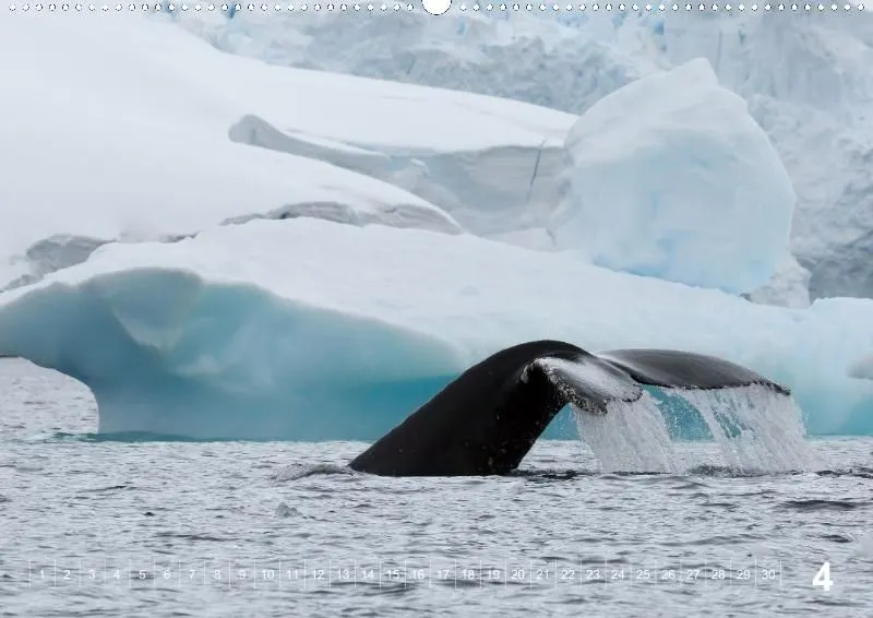 Antarctica (perpetual)