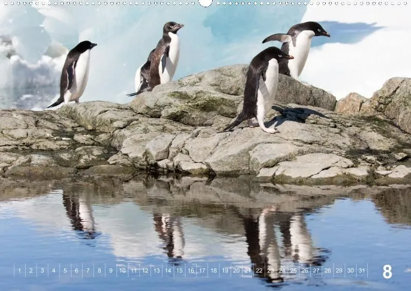 Antarctica (perpetual)