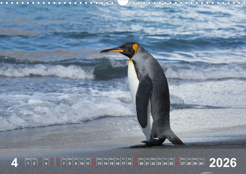 Antarctica 2026 (UK)