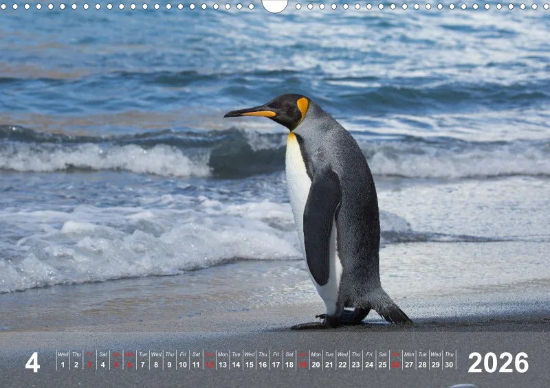 Antarctica 2026 (UK)