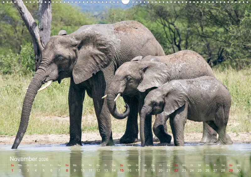 Safari 2026 (D)