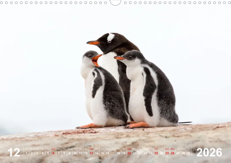 Antarctica 2026 (UK)