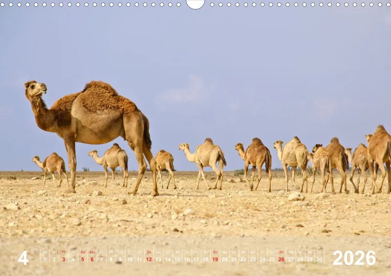 Oman 2026 (D)