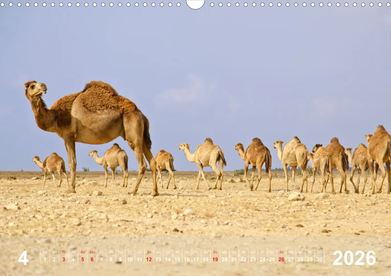 Oman 2026 (D)