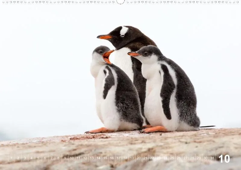Antarctica (perpetual)