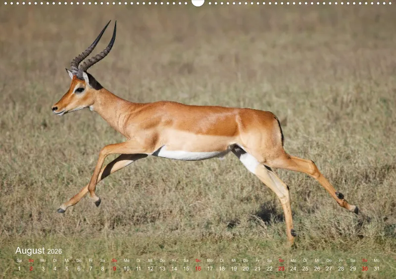Safari 2026 (D)