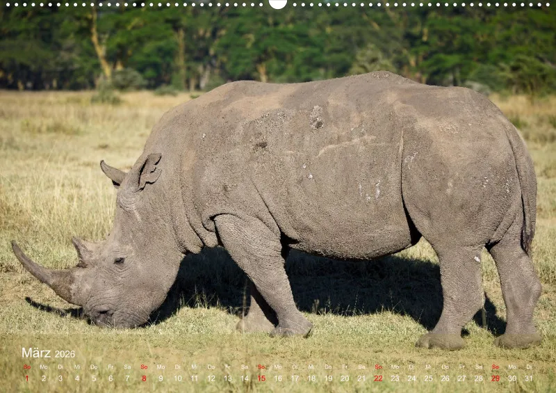 Safari 2026 (D)
