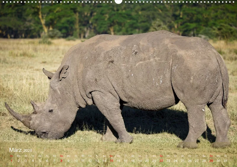 Safari 2026 (D)