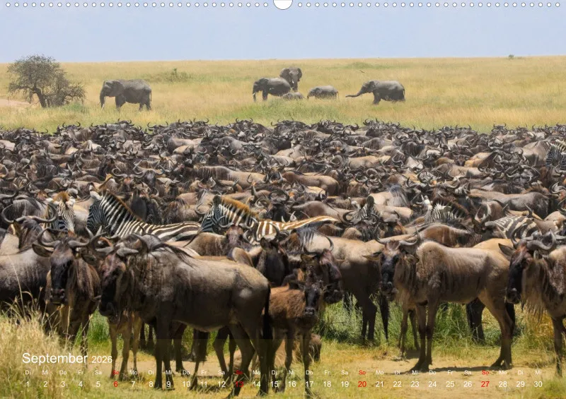 Safari 2026 (D)