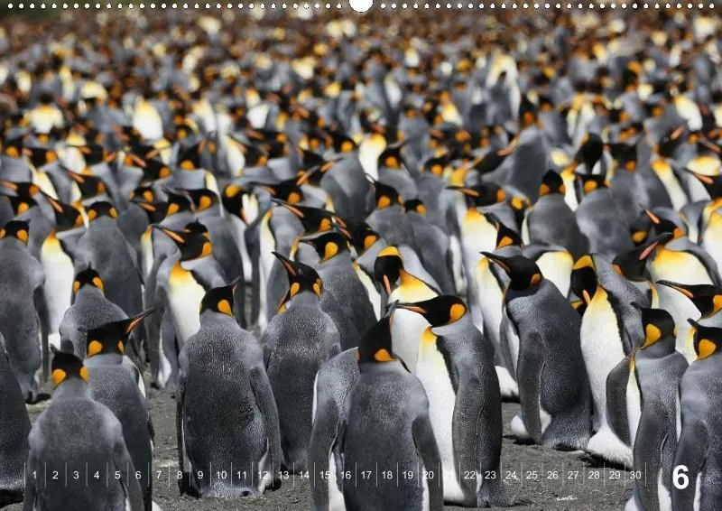 Antarctica (perpetual)