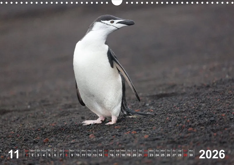 Antarctica 2026 (UK)