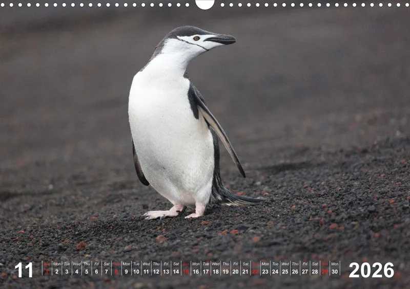 Antarctica 2026 (UK)