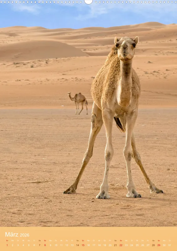 Oman 2026 (D)