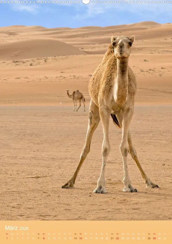 Oman 2026 (D)