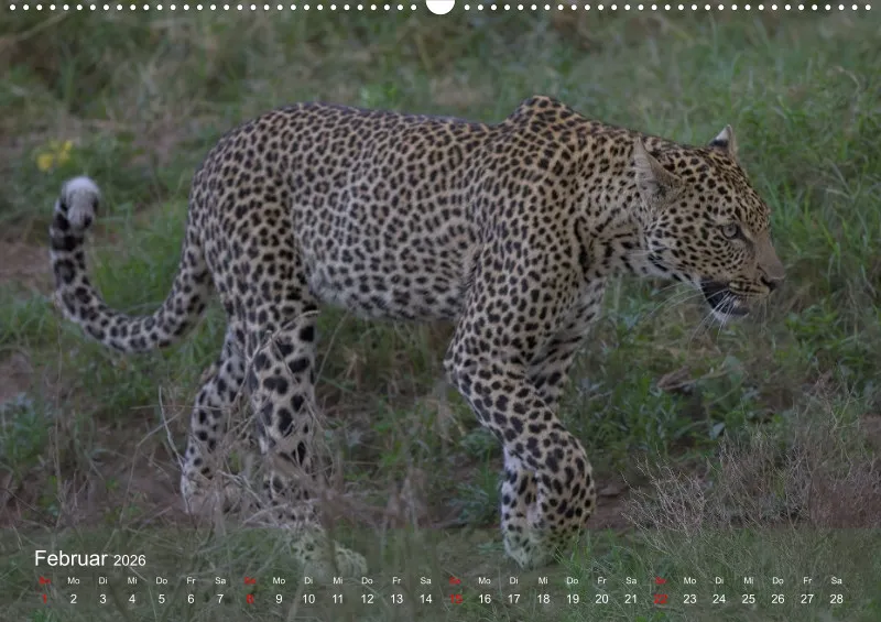 Safari 2026 (D)