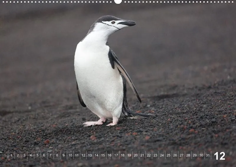 Antarctica (perpetual)