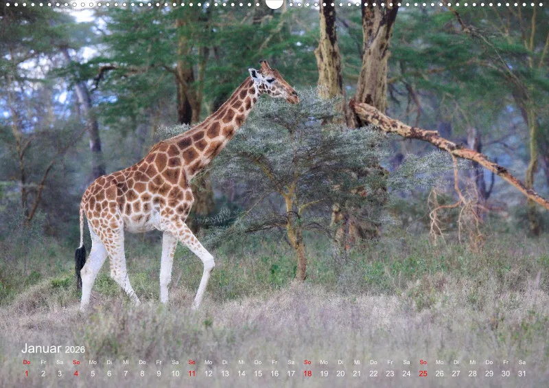 Safari 2026 (D)