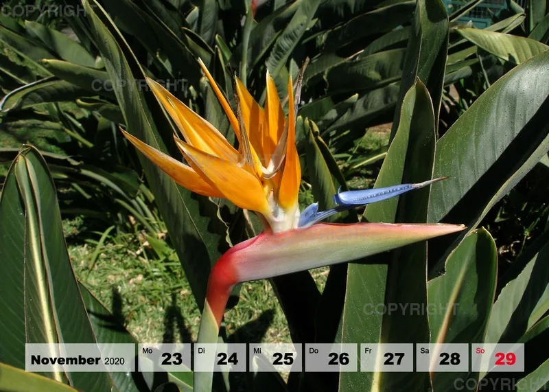 Blumen / Nr. 1 Tisch