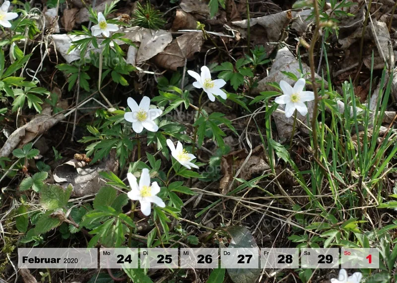 Blumen / Nr. 1 Tisch